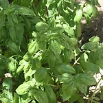 La Rosa Sciacca